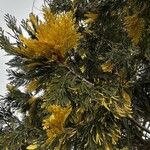 Calocedrus decurrens Leht