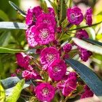 Kalmia angustifolia 花