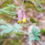 Capnoides sempervirens Žiedas