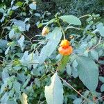 Impatiens capensisBlomst