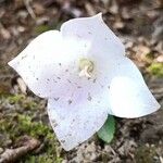 Platycodon grandiflorus Blomma