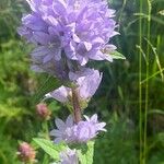 Campanula cervicaria Fleur