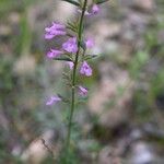 Micromeria graeca Habit