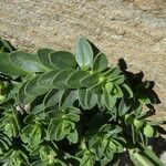 Veronica fruticans Foglia