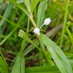 Diodia virginiana Blüte