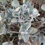 Cotyledon orbiculata Leaf