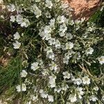 Cerastium decalvans