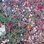 Gypsophila repens Habit