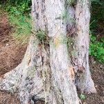 Casuarina equisetifolia Bark
