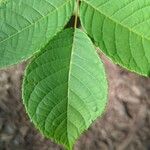 Juglans cinerea Leaf