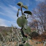 Ceanothus leucodermis Hábito