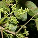 Rourea schippii Hoja