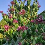 Fuchsia arborescens Lapas