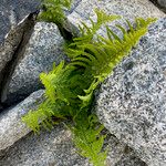 Dryopteris oreades पत्ता