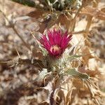 Carlina lanataKvet