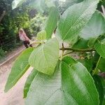 Ficus exasperata Liść