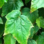 Begonia formosana Leaf