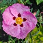 Cistus ladaniferЦвят