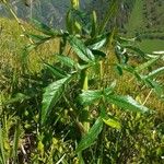 Angelica razulii Leaf