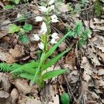 Cephalanthera longifoliaFlower