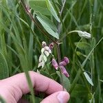 Lathyrus venosusKwiat