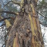 Vachellia xanthophloea Hábito