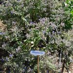 Borago officinalis Habitus