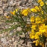 Genista salzmannii Flor