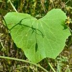 Sicyos odonellii Leaf