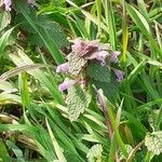 Lamium hybridum花