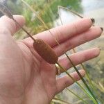 Typha minima Fleur