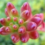 Sedum × rubrotinctum List