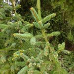 Picea engelmannii ഇല