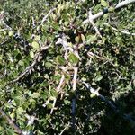 Ceanothus cuneatus Habitus