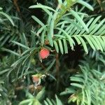 Taxus baccata Fruit