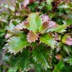 Ilex meserveae Leaf