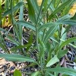 Ranunculus lingua Blatt