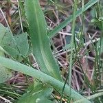 Pilosella cymosa Leaf