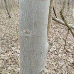Populus tremuloides Bark