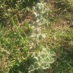 Marrubium alysson Hoja
