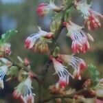 Nothofagus antarctica Flower