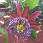 Passiflora quadrangularis花