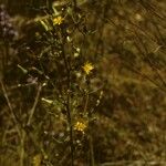Lactuca hirsuta Pokrój