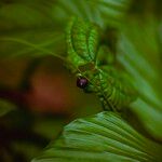 Dioscorea sansibarensis Fruto