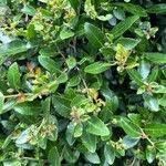 Ilex vomitoria Levél