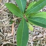 Ardisia elliptica Blatt