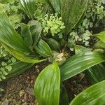 Coelogyne pallida Blad