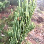 Pinus muricata Blad