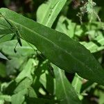 Prenanthes purpurea Leaf