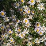 Aster ageratoides 花
